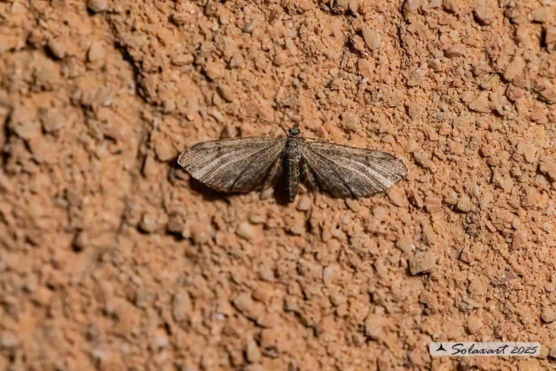 Eupithecia sp.